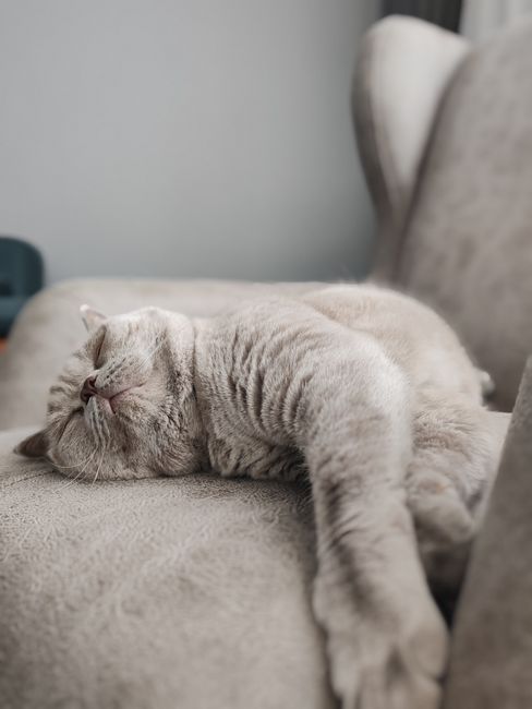 A small, fluffy apricot-colored puppy resting on a white sofa with smooth fabric upholstery. The sofa is situated in a bright room, with large white cushions behind the puppy, creating a cozy and clea